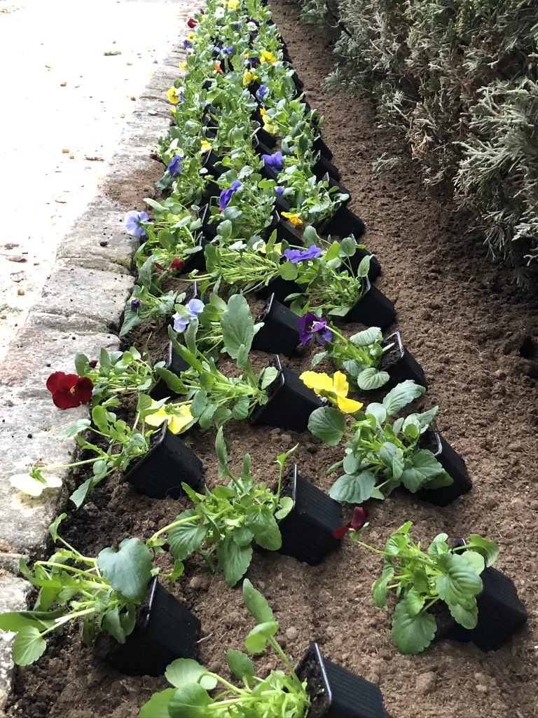 Plantation d'arbres et arbustes par G Mon Jardinier