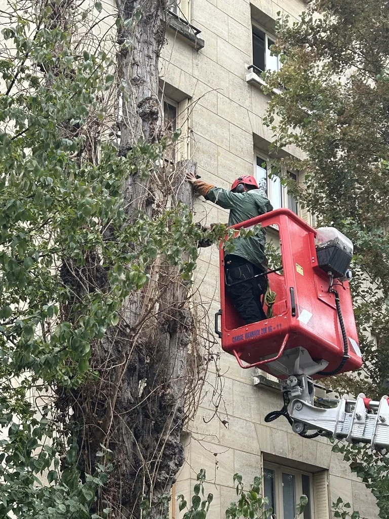 Taille de magnolia, intervention en hauteur