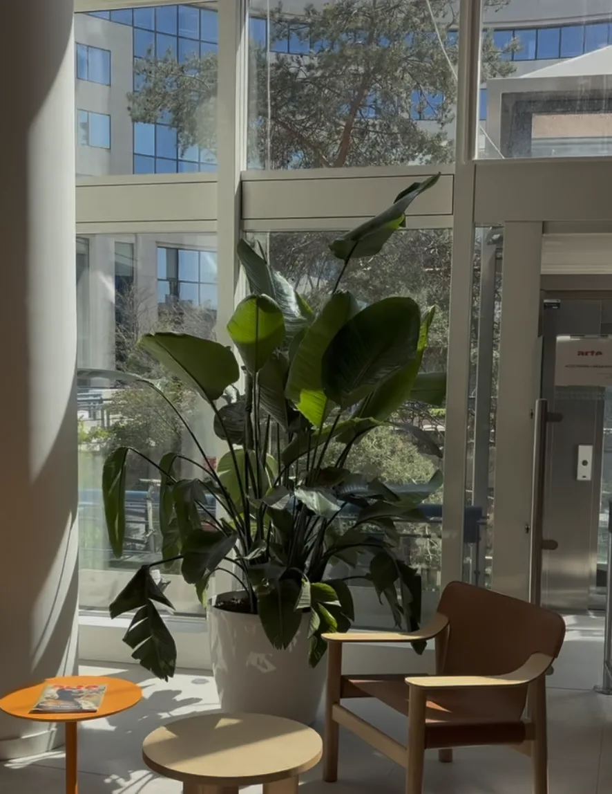 Grande plante verte en hall d'accueil végétalisé