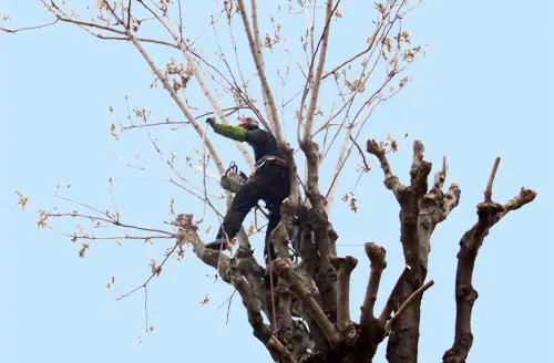 Élagage et abattage d'arbres par G Mon Jardinier