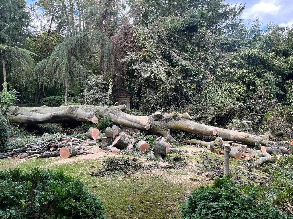 Élagage arbre en hauteur par arboriste grimpeur